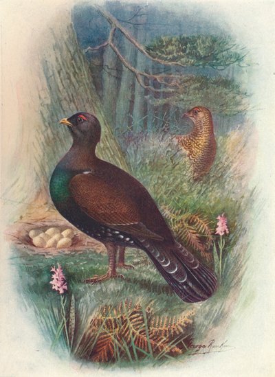 Kapari, c1910, 1910 by George James Rankin