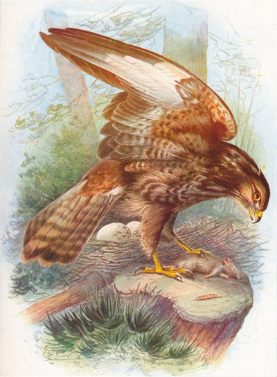 Şahin - Buteo vulgaris, c1910, 1910 by George James Rankin