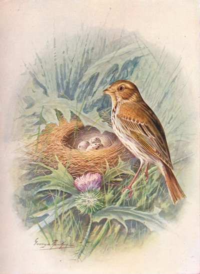 Mısır Kirazı - Emberiza miliaria, c1910, 1910 by George James Rankin