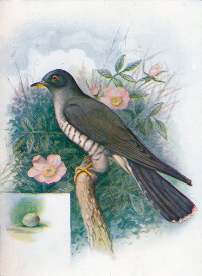 Guguk kuşu - Cuculus canorus, c1910, 1910 by George James Rankin