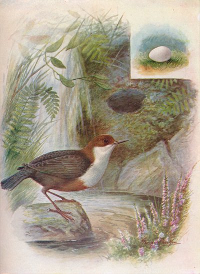 Kepçe veya Su Ousel - Cinclus aquaticus, c1910, 1910 by George James Rankin