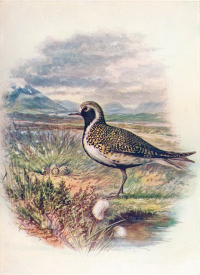 Altın Cılıbıt - Charadrius pluvialis, c1910, 1910 by George James Rankin