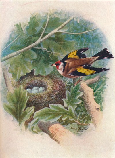 Saka kuşu - Carduelis elegans, c1910, 1910 by George James Rankin