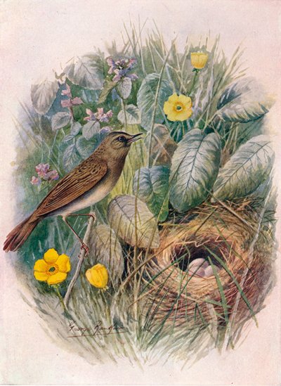 Çekirge-Warbler - Locustella naevia, c1910, 1910 by George James Rankin