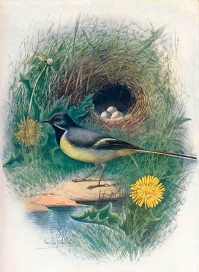 Gri Kuyruksallayan - Motacilla melanope, c1910, 1910 by George James Rankin