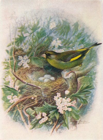 Greenfinch - Ligurinus chloris, c1910, 1910 by George James Rankin