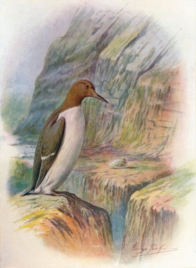 Guillemot - Uria troile, c1910, 1910 by George James Rankin