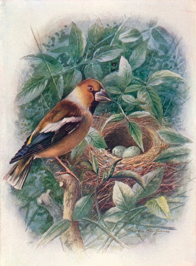 Hawfinch - Coccothraustes vulgaris, c1910, 1910 by George James Rankin