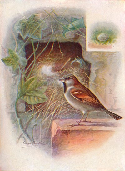 Ev-Serçe -- Passer domesticus, c1910, 1910 by George James Rankin