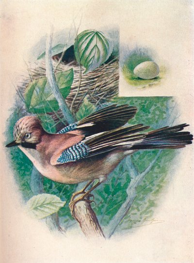 Jay- Garrulus glandarius, c1910, 1910 by George James Rankin