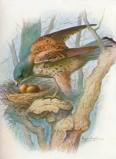 Kerkenez - falco tinnunculus, c1910, 1910 by George James Rankin