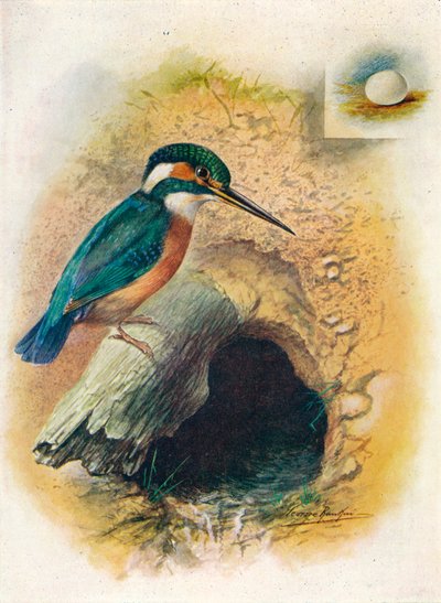 Yalıçapkını - Alcedo ispida, c1910, 1910 by George James Rankin