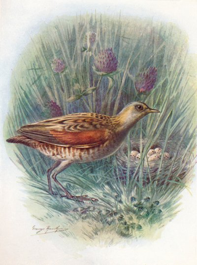 Landrail veya Corncrake - Crex pratensis, c1910, 1910 by George James Rankin