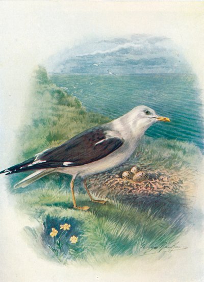 Küçük Kara Sırtlı Martı - Larus fuscus, c1910, 1910 by George James Rankin