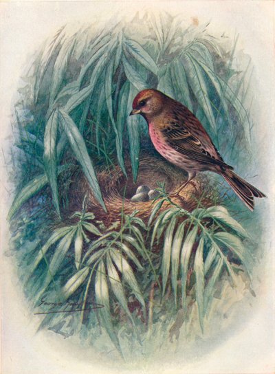 Küçük Redpoll - Linota rufescens, c1910, 1910 by George James Rankin
