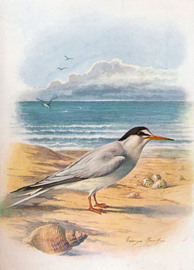 Küçük Sumru - Sterna minuta, c1910, 1910 by George James Rankin