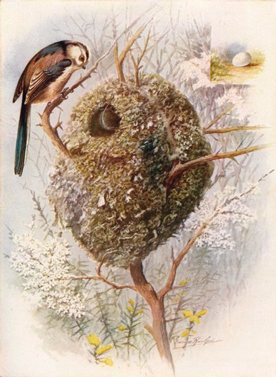 Uzun Kuyruklu Baştankara - Acredula caudata, c1910, 1910 by George James Rankin