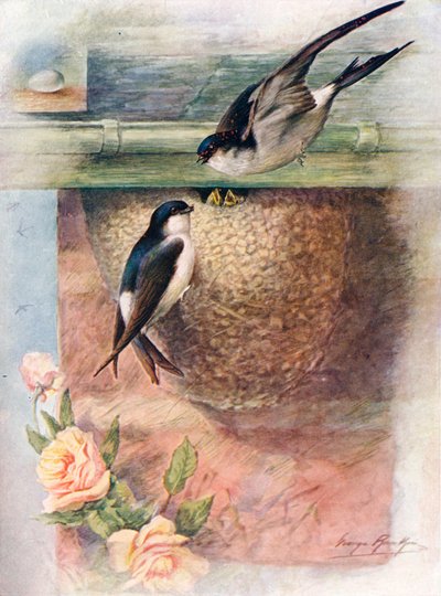 Martin - Chelidon Urbica, c1910, 1910 by George James Rankin