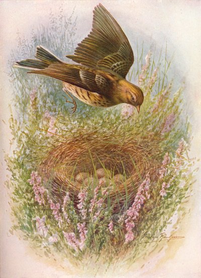 Meadow-Pipit veya Titlark - Anthus pratensis, c1910, 1910 by George James Rankin