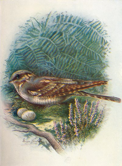 Gece Kavanozu veya Keçi Enayi - Caprimulgus europaeus, c1910, 1910 by George James Rankin
