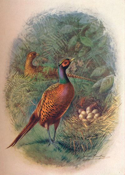 Sülün - Phasianus colchicus, c1910, 1910 by George James Rankin