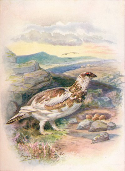 Ptarmigan - Lagopus mutus, c1910, 1910 by George James Rankin
