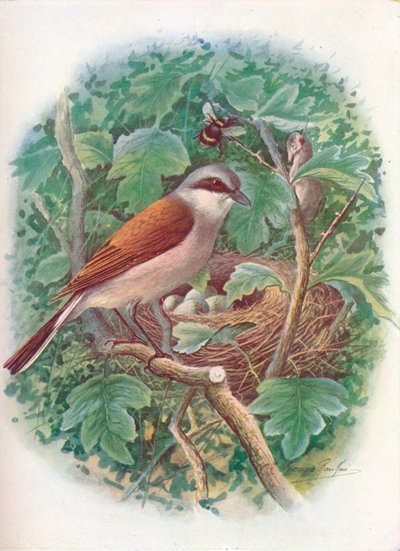 Kızıl Sırtlı Örümcek - Lanius collurio, c1910, 1910 by George James Rankin