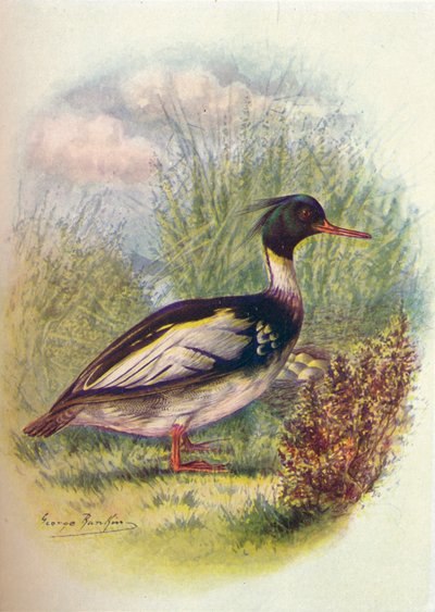 Kızıl Göğüslü Merganser - Mergus tırtıklı, c1910, 1910 by George James Rankin