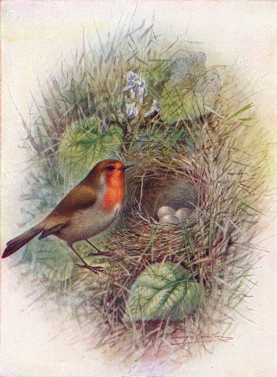 Redbreast veya Robin - Erithacus rubecula, c1910, 1910 by George James Rankin