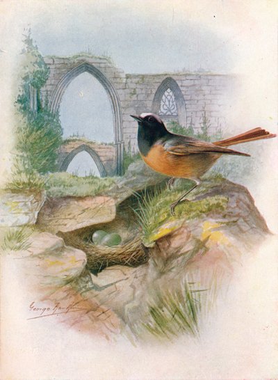 Redstart - Ruticilla phoenicurus, c1910, 1910 by George James Rankin