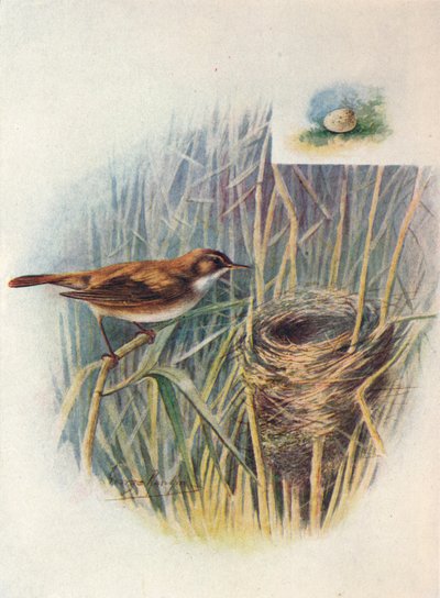 Reed-Warbler - Acrocephalus streperus, c1910, 1910 by George James Rankin