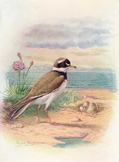Halkalı Cılıbıt - Aegialitis hiaticola, c1910, 1910 by George James Rankin