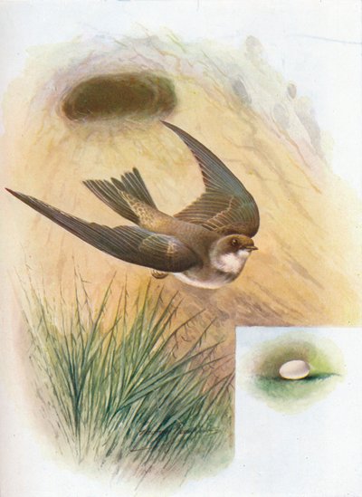 Sand-Martin - Cotile nehir kıyısı, c1910, 1910 by George James Rankin