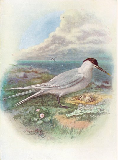 Sandviç Sumru - Sterna cantiaca, c1910, 1910 by George James Rankin