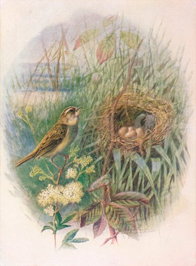 Sedge-Warbler - Acrocephalus phragmitis, c1910, 1910 by George James Rankin