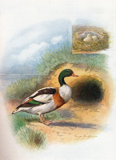 Sheld-Duck veya Sheldrake - Tadorna cornuta, c1910, 1910 by George James Rankin