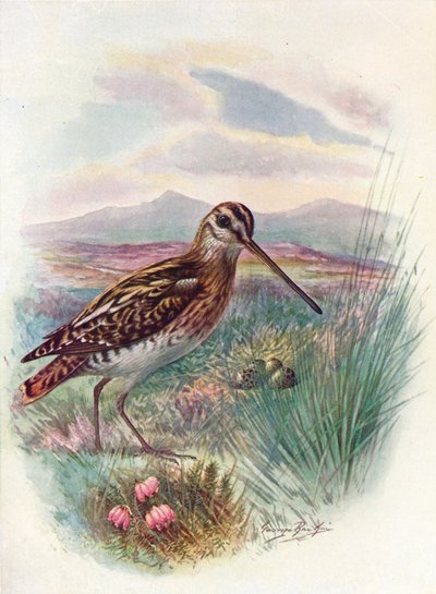 Su çulluğu - Göksel Gallinago, c1910, 1910 by George James Rankin
