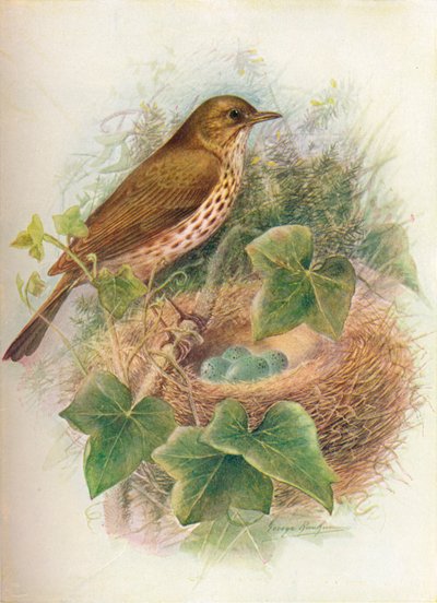 Song-Thrush veya Mavis - Turdus musicus, c1910, 1910 by George James Rankin