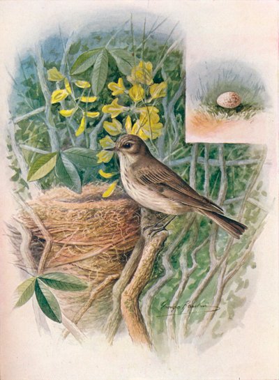 Benekli Sinek Avcısı - Muscicapa grisola, c1910, 1910 by George James Rankin