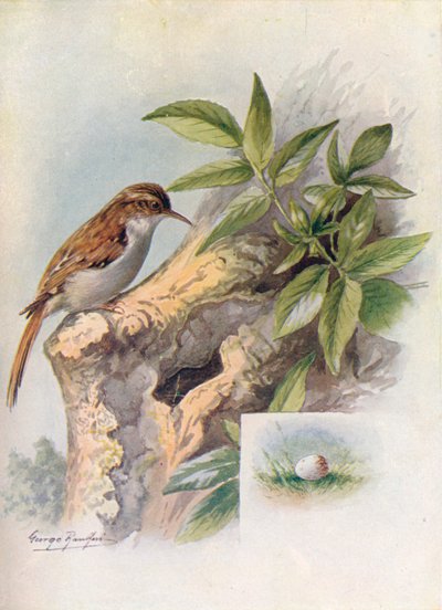 Ağaç Sarmaşığı - Certhia aşinalık, c1910, 1910 by George James Rankin