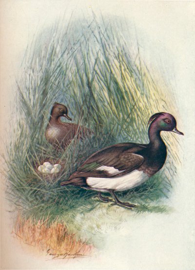 Tepeli Ördek - Fuligula cristata, c1910, 1910 by George James Rankin