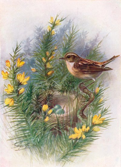 Whinchat - Pratincola rubetra, c1910, 1910 by George James Rankin