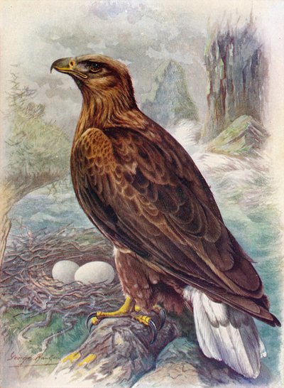 Ak Kuyruklu veya Deniz Kartalı - Haliaetus albicilla, c1910, 1910 by George James Rankin