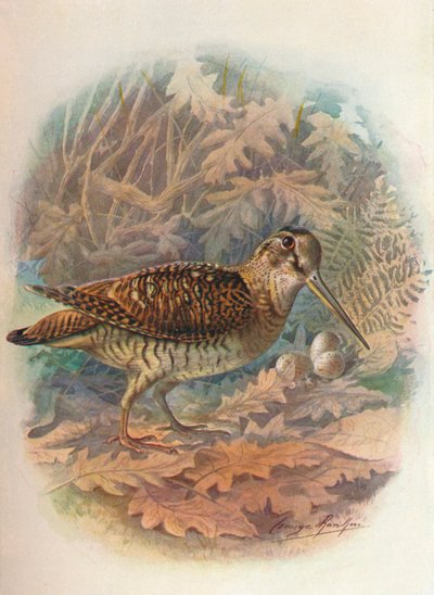 Çulluk - Scolopax rusticula, c1910, 1910 by George James Rankin