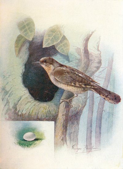 Wryneck - Jynx torquilla, c1910, 1910 by George James Rankin