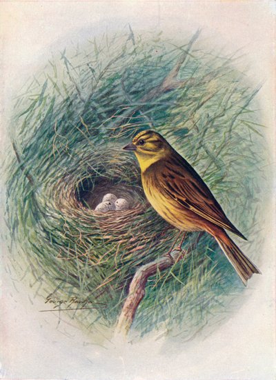 Sarı Çekiç veya Sarı Kiraz Çiçeği - Emberiza citrinella, c1910, 1910 by George James Rankin