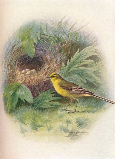 Sarı Kuyruksallayan - Motacilla raii, c1910, 1910 by George James Rankin