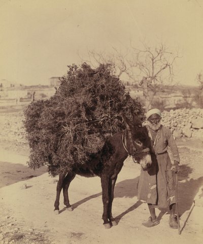 Yakıt için kök ve dal yükü taşıyan eşek, Filistin, 1900 dolayları (fotoğraf)) by Bartolome Esteban and studio Murillo