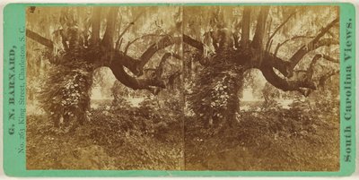 [Live Oaks, Magnolia Mezarlığı] by George N. Barnard