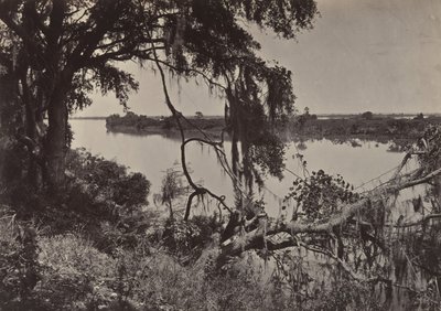 Savanah Nehri, Savanah Yakınında, Georgia, 1860'lar. by George N. Barnard